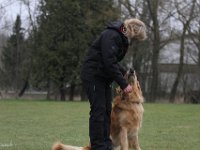 Bendix Obedience Workshop beim VdH Mauer 2016 (59)